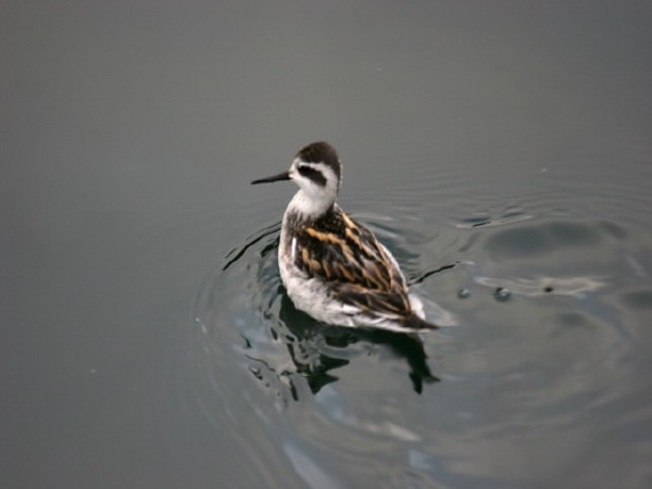 Red-necked Phalarope